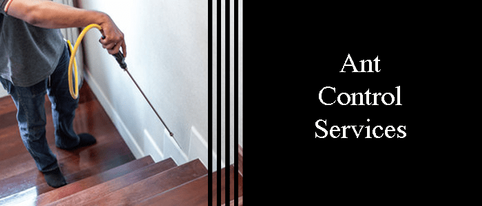 Ant Control Services