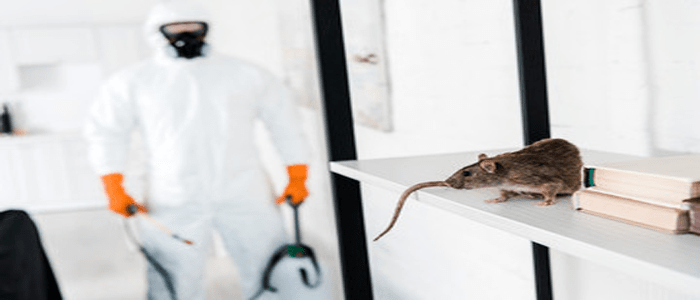 Best Rodent Control Services
