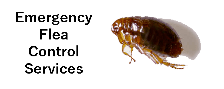 Emergency Flea Control Service